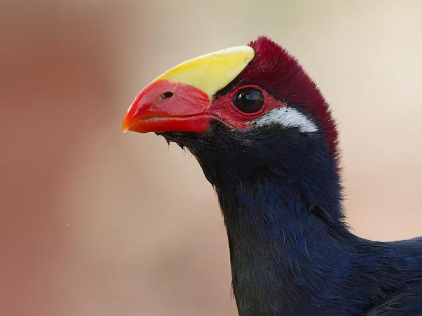 <h3><a href="/trips/gambia/biota/animalia/chordata/aves/029 musophagiformes/001 musophagidae/musophaga violacea/musophaga violacea-nl.html">Musophaga&nbsp;violacea</a> / Violet&nbsp;turaco / Violette&nbsp;toerako</h3>OM-1 Mark II met OLYMPUS M.150-400mm F4.5 TC, 1/2000 sec  bij F5.6, ISO 6400, afstand 6.13&nbsp;m